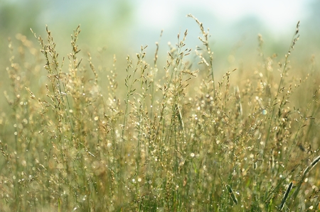 Wild grass in sunny weather closeup