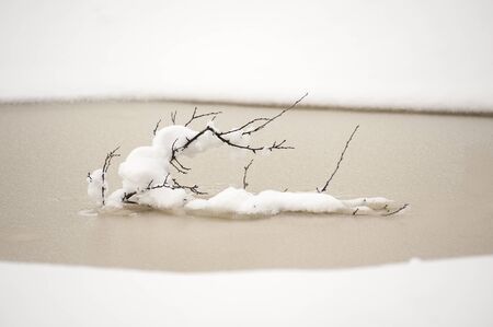 Snow covered lonely twigs in winter puddle closeupの写真素材
