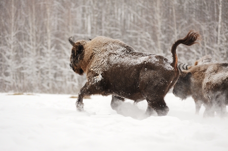 European bison running in Orlovskoye Polesie National park in Russia in winter horizontalの写真素材