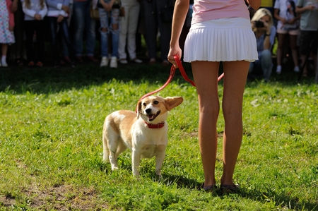 Orel, Russia, August 01, 2015: Mumu Fest, Turgenev's story art-festival, girl with short white skirt and mongrel dog editorialのeditorial素材