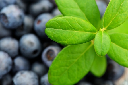 Fresh wild blueberries with green leaves closeup macroの写真素材