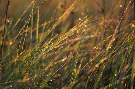 Green weed with morning dew drops macro selective focusの写真素材
