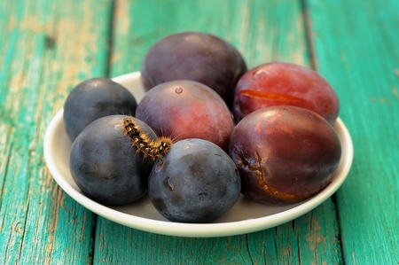 Fresh plums and live black caterpillar in white plate on turquoise table closeupの写真素材