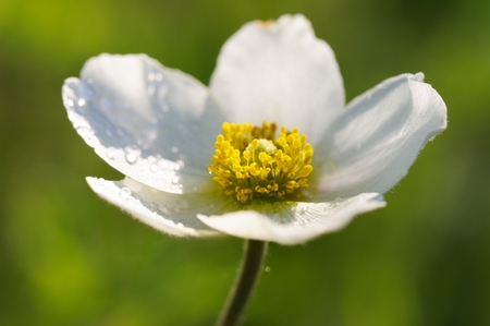 White anemone with dew drops on petals closeup macro horizontalの写真素材