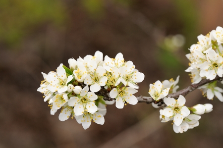 Tart cherry blossoms on branch against dark background horizontalの写真素材