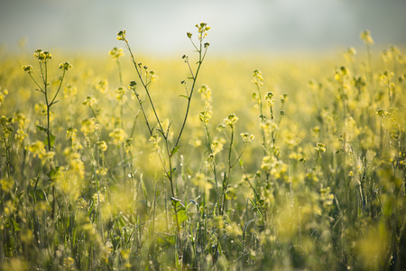 Agriculture plant. Yellow rapeseed (Brassica napus) flower field in sunny morning nature backgroundの写真素材
