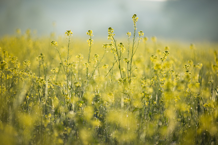 Agriculture plant for green energy and oil industry. Yellow rapeseed field flowering background selective focusの写真素材
