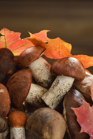 Autumn still-life. Wild forest mushrooms. Pile of porcini mushrooms and red maple leaves on old wooden background copyspaceの写真素材