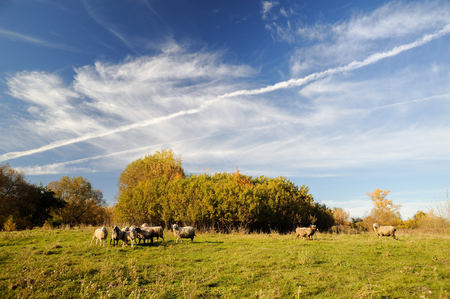 Country landscape background. Free range sheep grazing on meadow in sunny day copyspaceの写真素材