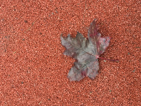 Fall background. Red maple leaf on red playing ground surface copyspace top viewの写真素材