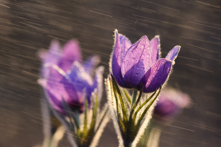 Spring pasqueflower (Pulsatilla vernalis) flowers. Beautiful purple flowers in sunlight copyspaceの写真素材