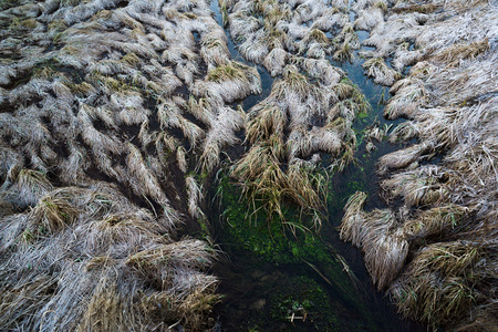 Wild nature texture background. Dry weed in dark swamp in gloomy weather copyspace