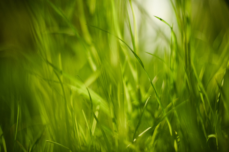 Close up of green grass. Natural background texture closeupの写真素材