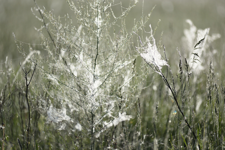 Spider web on dry grass brightly shining in sun selective focusの写真素材