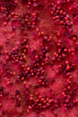 Microgreens growing. Sowing seeds into coconut coir in violet grow light close up texture background overhead viewの写真素材