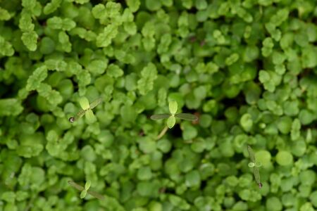 Healthy organic food concept. Tender young lemon balm leaves of microgreens texture background above...