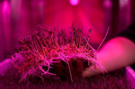 Healthy nutrition microgreens concept. Young sprouted plants on coconut medium in male hand in artificial light copy spaceの写真素材