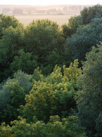 Sundown landscape with green trees foreground and distant field