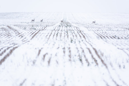 A herd of roe deer graze in the field in winter with copyspaceの写真素材