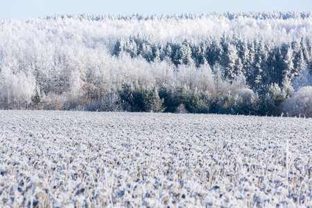 A forest with pines and a field of sunflowers in frost lanscapeの写真素材