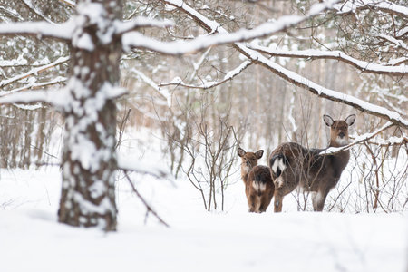 Sika deer, doe and fawn in the winter forest landscapeの写真素材