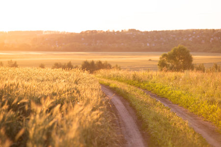 A country road in a field at dawn landscapeの写真素材