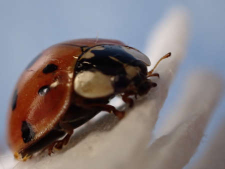 ladybug on white flower petals macro close up botanicalの写真素材