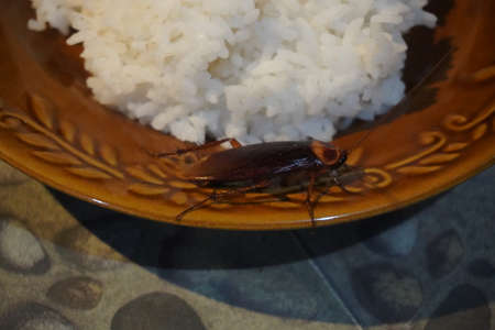 cockroaches on a plate of rice that can cause disease