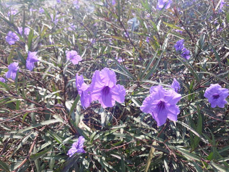Ruellia beautiful purple flower at field under the sunlight is a flower that can be found in the meadow or roadsideの写真素材