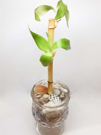 Bamboo sprout in a glass vaseの写真素材