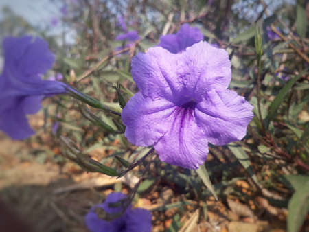 Ruellia beautiful purple flower at field under the sunlight is a flower that can be found in the meadow or roadsideの写真素材