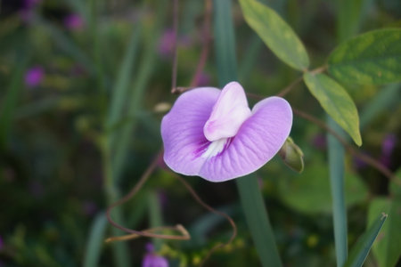 Butterfly pea flower in the garden,Thailand.の写真素材