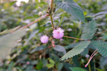 Mimosa pudica plant with pink flowers in the gardenの写真素材