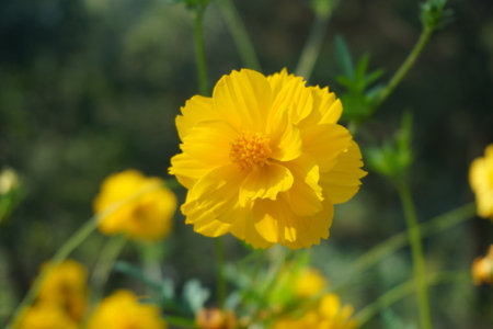 yellow cosmos flower blooming in the garden with green nature background.の写真素材