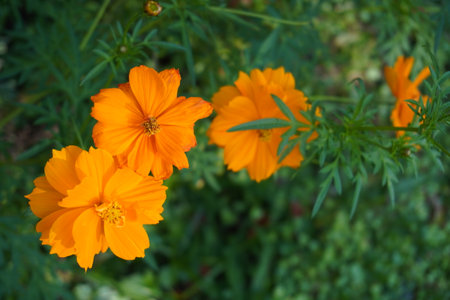 Cosmos flowers in the garden. Cosmos sulphureus Cav.の写真素材