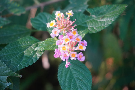 Lantana camara flower with natural background, Lantana camara flowerの写真素材