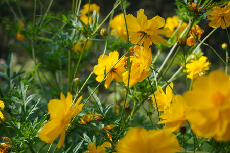 Yellow cosmos flowers blooming in the garden. Natural floral background.の写真素材