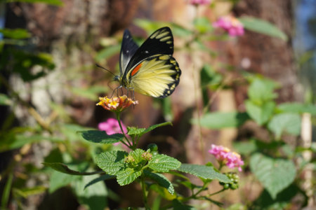 Butterfly on Lantana flower in garden, Thailand.の写真素材