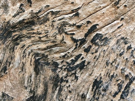 Old wood of tree background.の写真素材