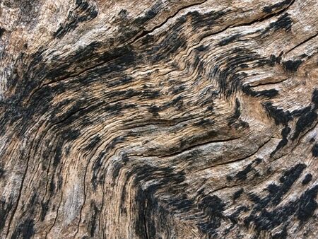 Old wood of tree background.