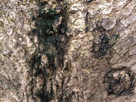 Old wood of tree background.の写真素材