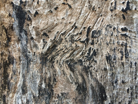Old wood of tree background.の写真素材
