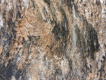Old wood of tree background.の写真素材