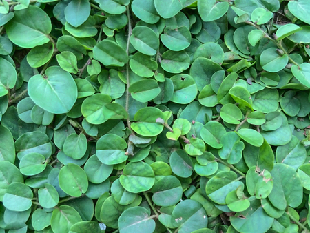 Green plant cover background.の写真素材