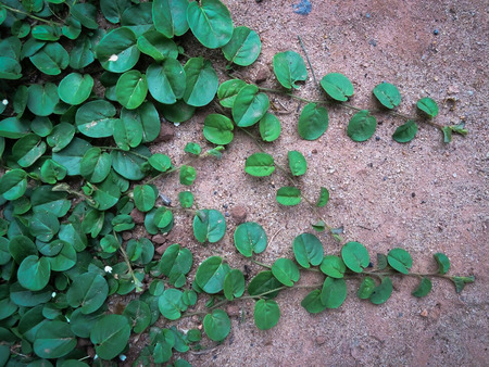 Ivy plant and soil.の写真素材