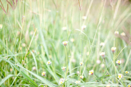 Design blur grass flowers background.の写真素材