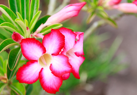 Soft focus pink plumeria flower and blur background.の写真素材