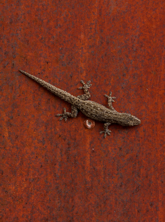 The  lizard on the red metal background.の写真素材
