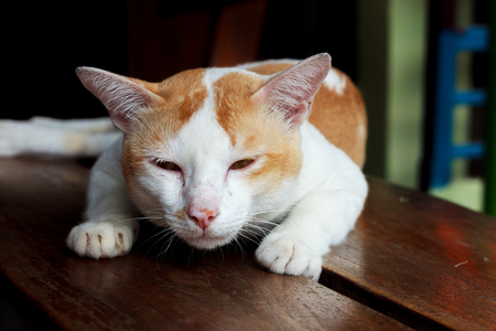 The cat is looking something on the blur wood background.の写真素材