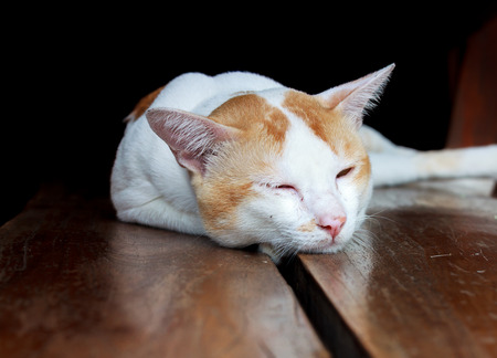 The cat is lying on the blur wood background.の写真素材